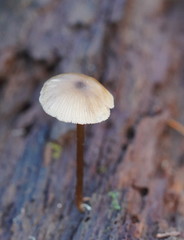 Entoloma readiae