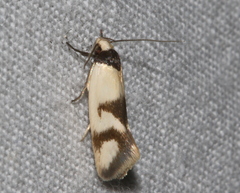 Antipterna trilicella
