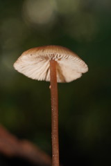 Entoloma readiae