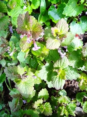 Glechoma hederacea
