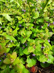 Glechoma hederacea
