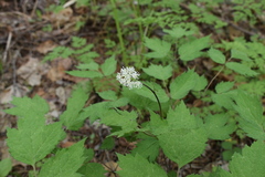 Actaea asiatica