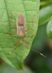 Homoeocerus bipunctatus