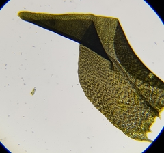 Diobelonella palustris
