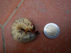Oryctes nasicornis