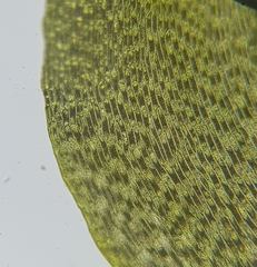 Diobelonella palustris