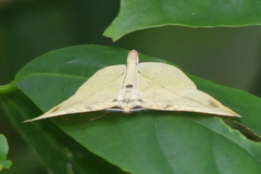Omiza miliaria
