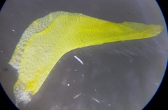 Diobelonella palustris