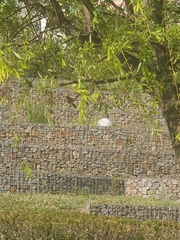 Phoenicurus auroreus