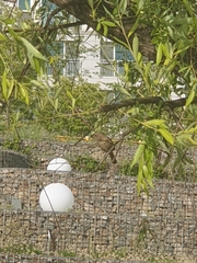 Phoenicurus auroreus