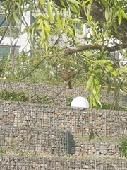 Phoenicurus auroreus