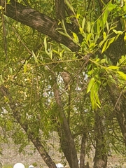 Phoenicurus auroreus