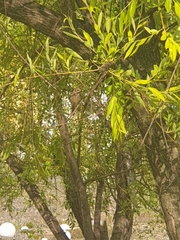 Phoenicurus auroreus