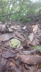 Plectrohyla
