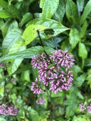 Eupatorium shimadae