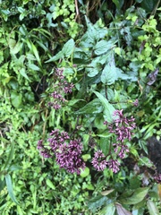 Eupatorium shimadae