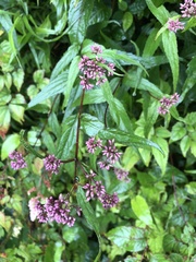 Eupatorium shimadae