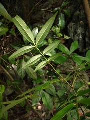Zanthoxylum armatum