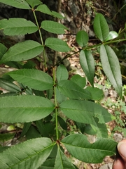 Zanthoxylum armatum