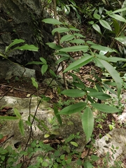 Zanthoxylum armatum