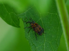 Rhodobaenus quinquepunctatus