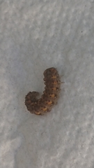 Bryophila raptricula