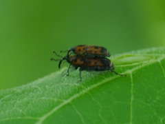 Rhodobaenus quinquepunctatus