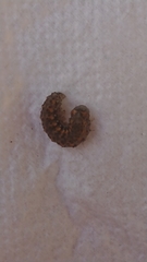 Bryophila raptricula