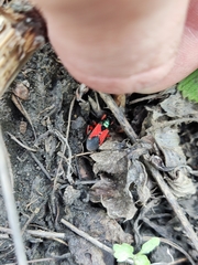 Prostemma aeneicolle