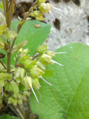Trachystemon orientalis