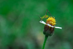 Phaneroptera nigroantennata