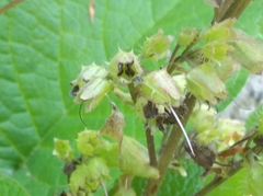 Trachystemon orientalis