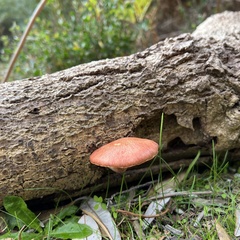 Gymnopilus purpuratus