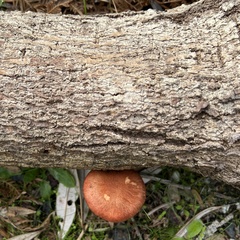 Gymnopilus purpuratus
