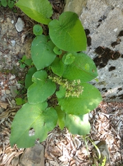 Trachystemon orientalis