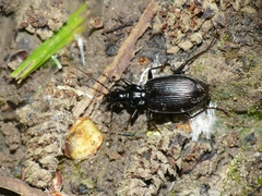 Limodromus assimilis