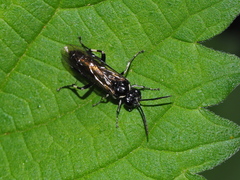Macrophya albicincta