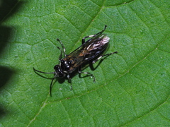 Macrophya albicincta