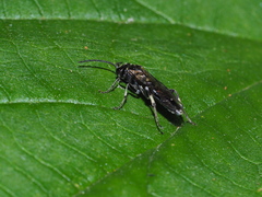 Macrophya albicincta