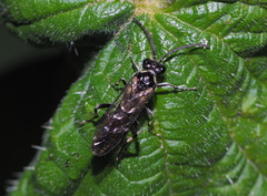 Macrophya albicincta