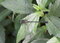 Leptogomphus