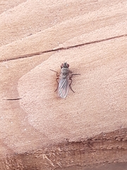 Diptera