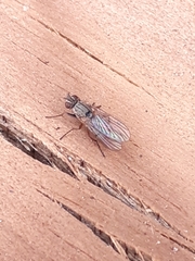 Diptera