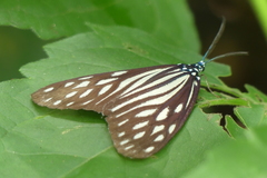 Cyclosia imitans