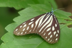 Cyclosia imitans