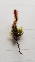 Riccardia multifida