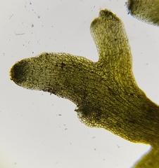 Riccardia multifida