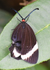 Pidorus atratus
