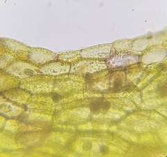 Riccardia multifida