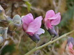 Lathyrus linifolius